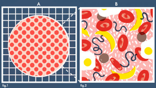 Illustration for article titled Why Do We Have Blood Types?